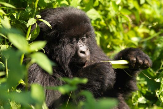 Gorilla Trekking Rules in Uganda