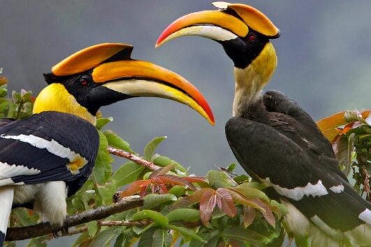 Birding in Murchison Falls National Park